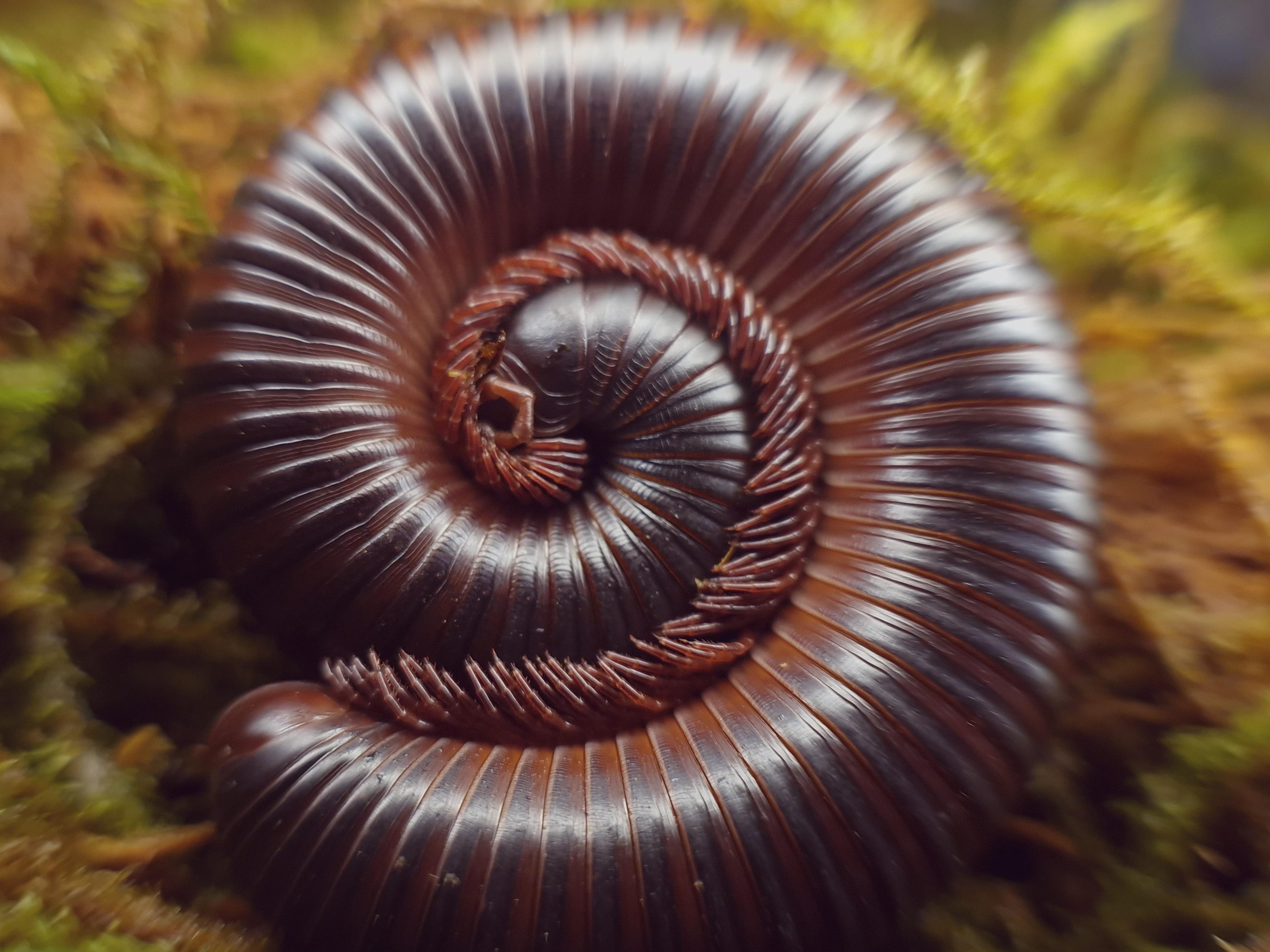 Archirostreptus gigas, Iule