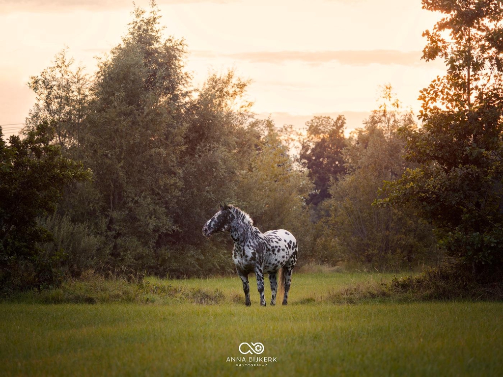 Nordiker paard tussen de bomen tijdens de zonsondergang. 