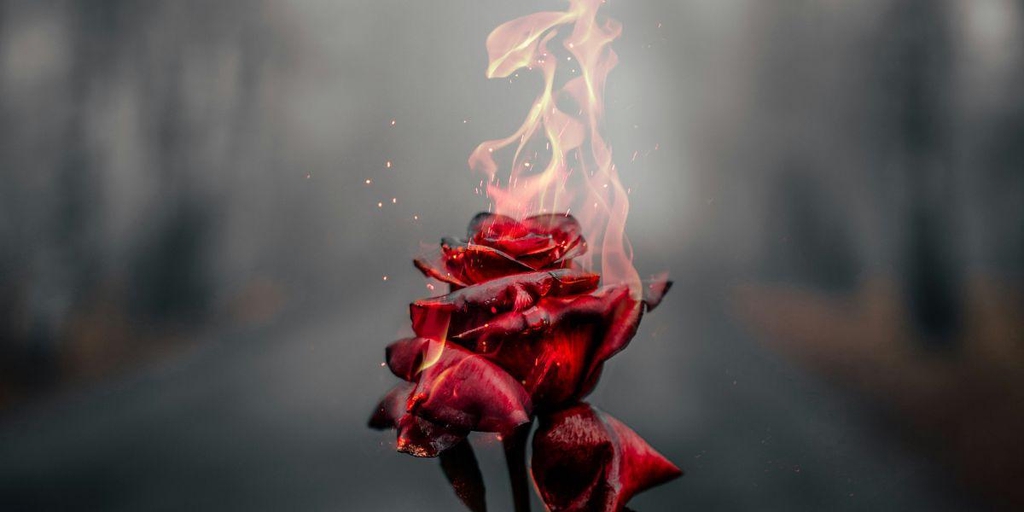 Une rose rouge enflammée - bannière de la boutique officielle de l'auteure de romantasy et de romance à suspens Carine Henry.