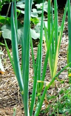 Ciboule du japon Bio