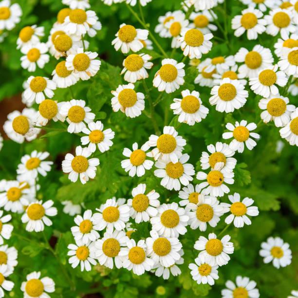 Utilisation du Pyrèthre, l'insecticide naturel.