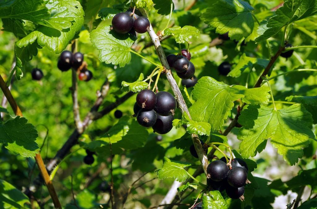Petits Fruits Rouges