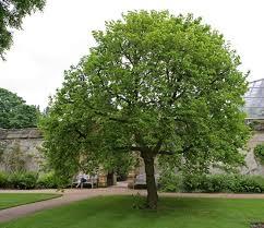 Arbres Forestiers