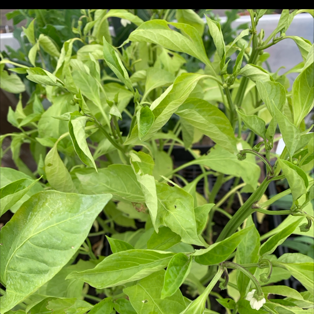 Plant de Piment del padron