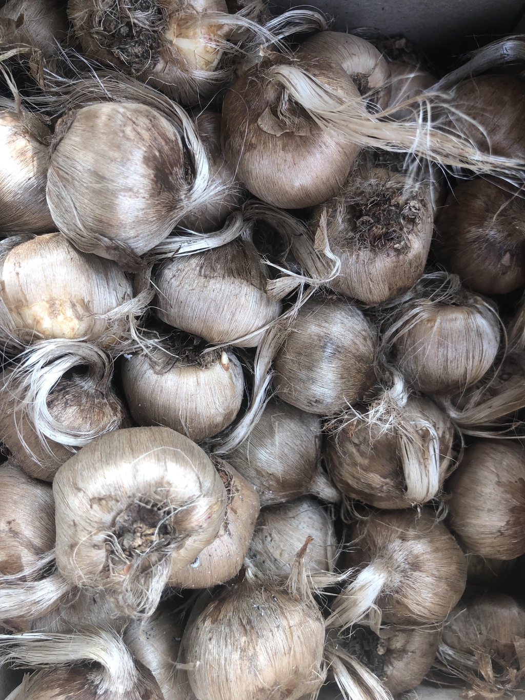 Bulbes de Safran Bio Gros calibre