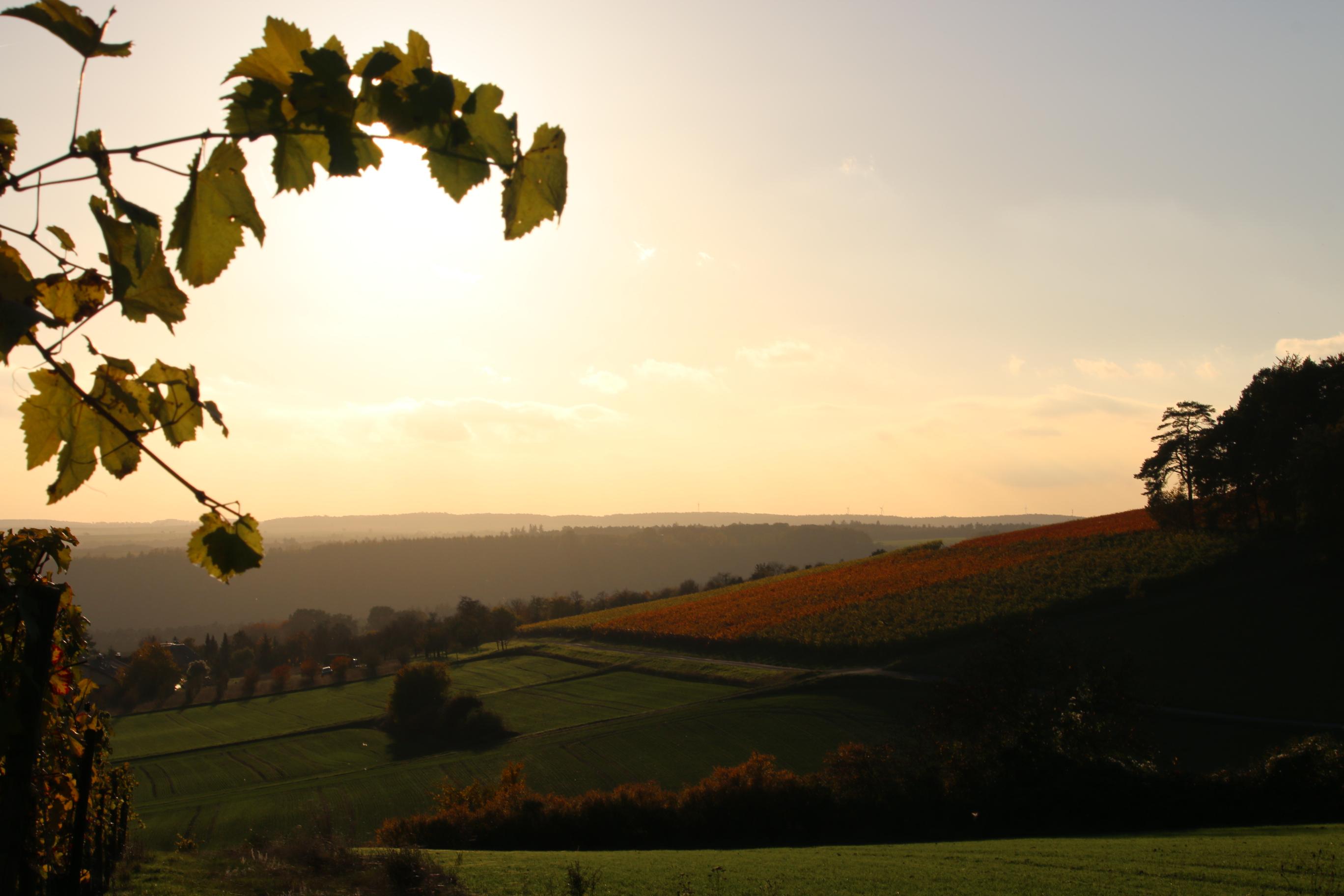 Blick auf einen Weinberg in Lindelbach im Licht des Sonnenuntergangs