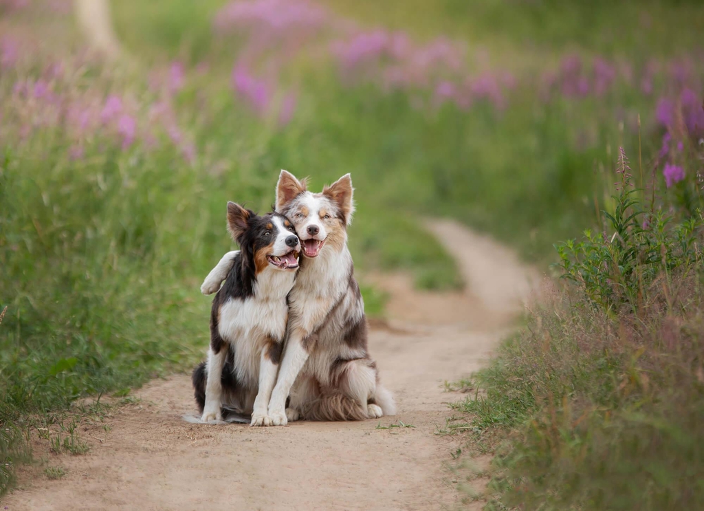 Zwei Hunde sitzen eng aneinandergelehnt auf einem Feldweg im Freien, der rechte Hund hat seine Pfote über den Rücken des anderen gelegt und wirkt, als würden sie sich umarmen.