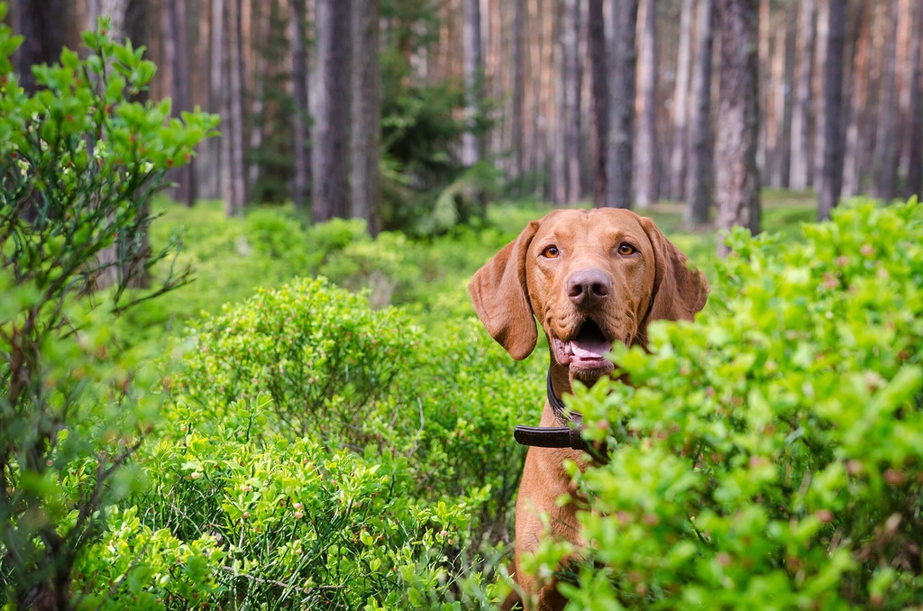 Ein Magyar Vizsla sitzt im dichten grünen Wald halb hinter einem Gebüsch und blickt aufmerksam mit geöffnetem Maul in die Kamera.