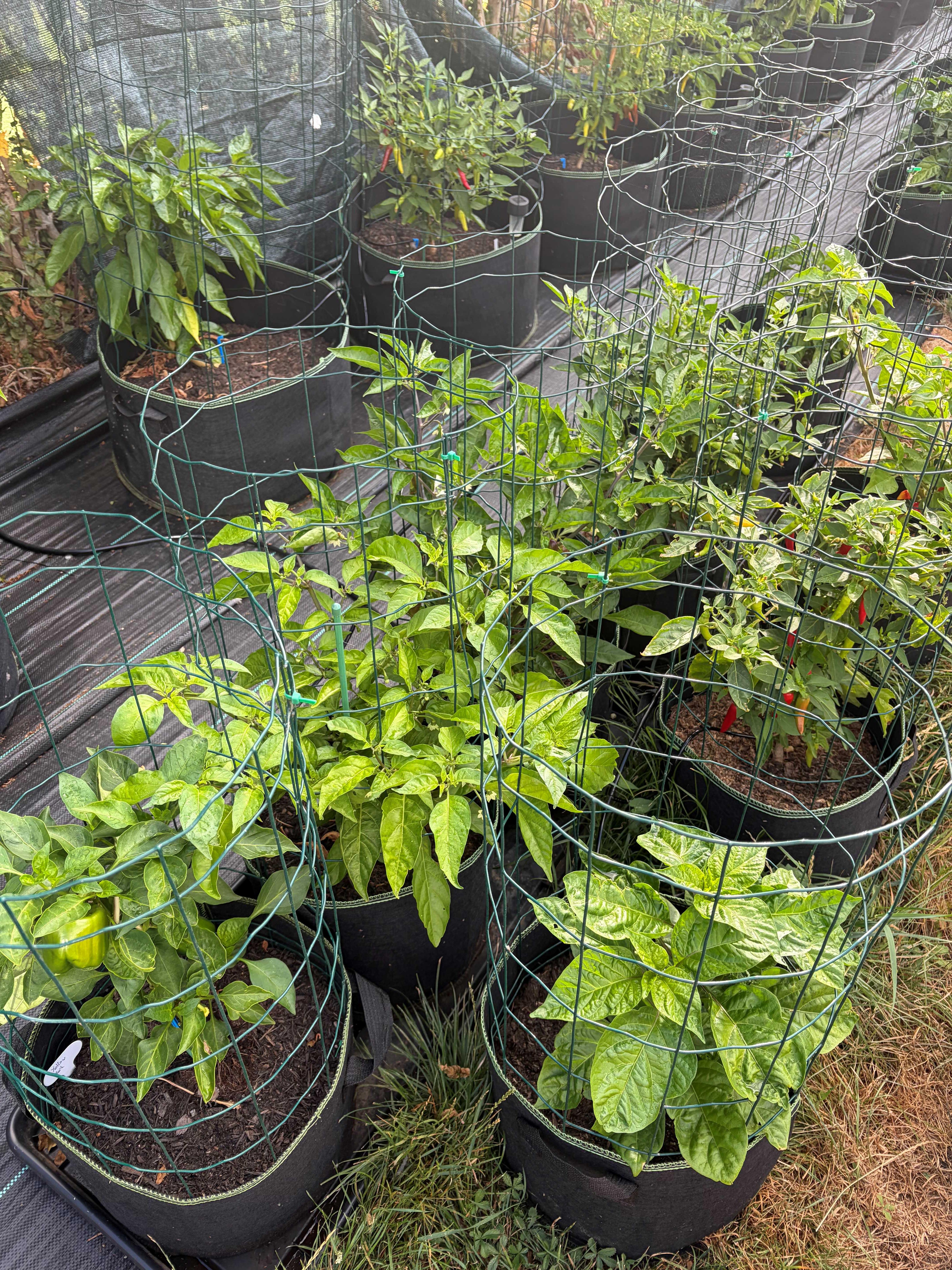 Fresh Chilies