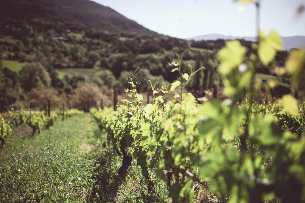 AOC Clairette de Die
Bulles & vins blancs
Lunabulle