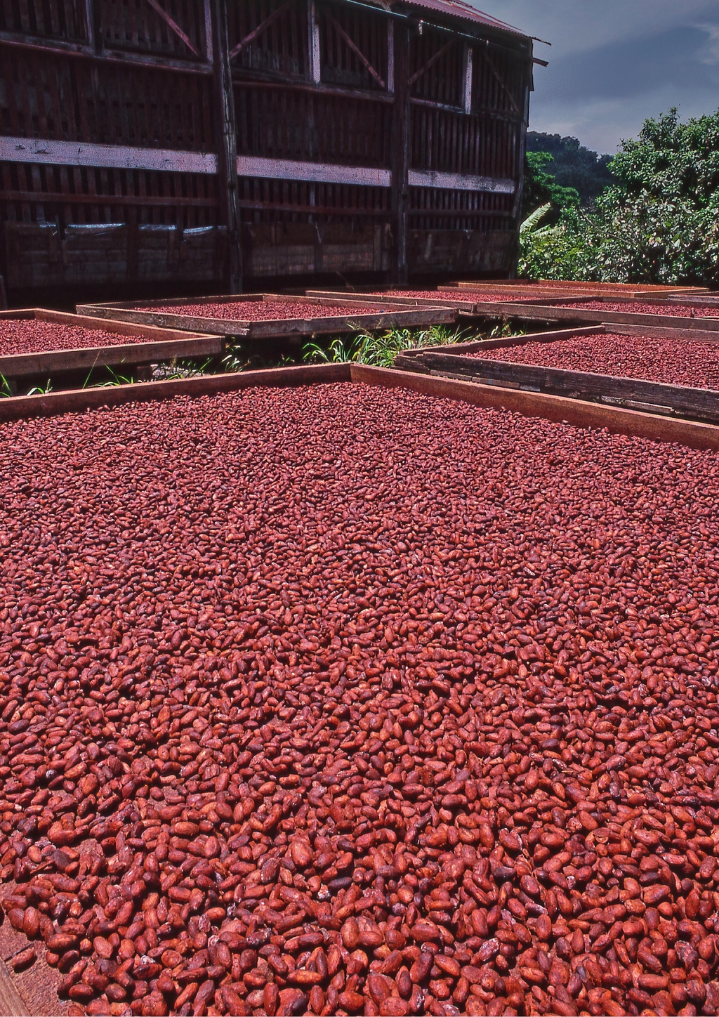 cacao beans drying on the sun