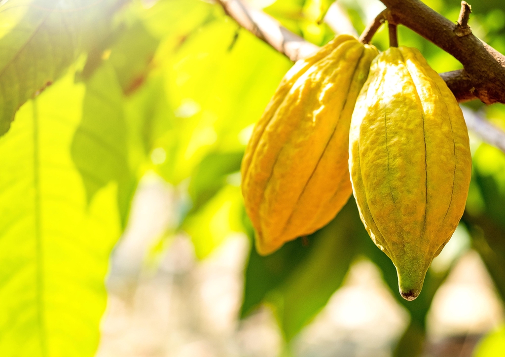 cacao pods on the tree