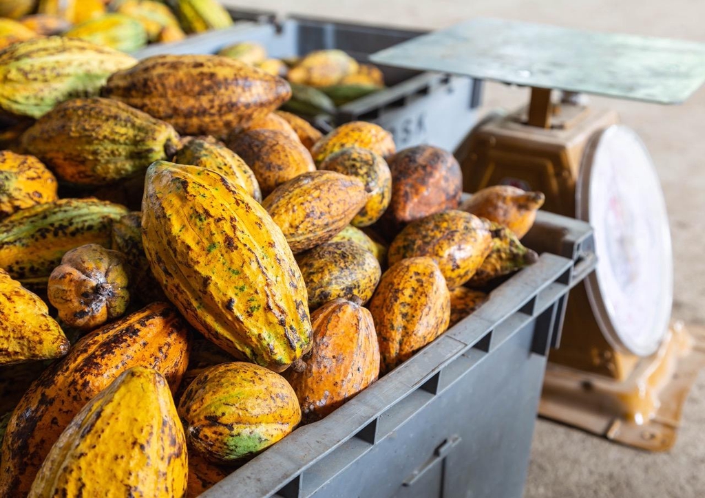 harvested cacao pods being measured