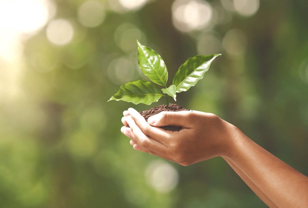 a young cacao tree in a person's hands