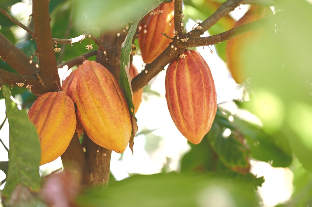 cacao tree