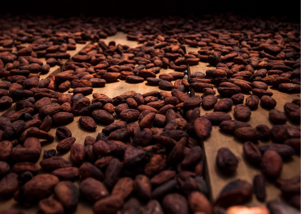 cacao beans