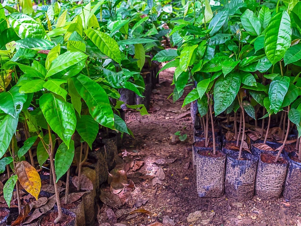 young cacao trees