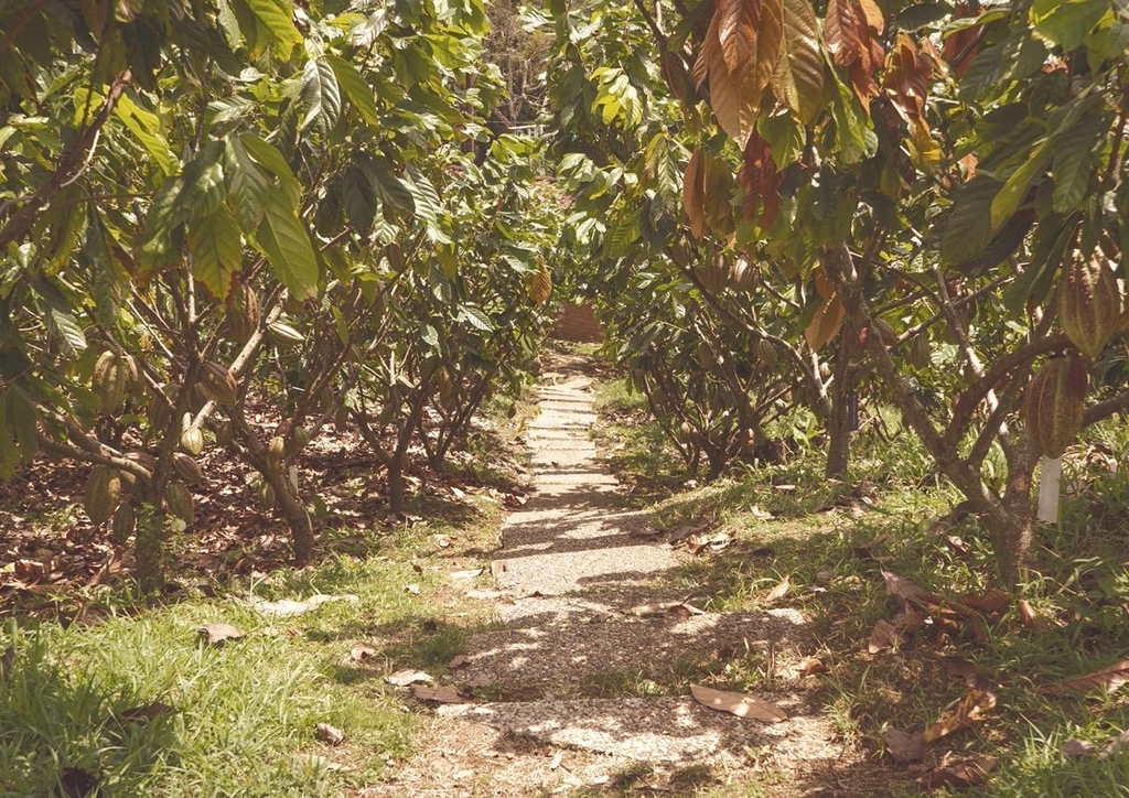 cacao tree plantation