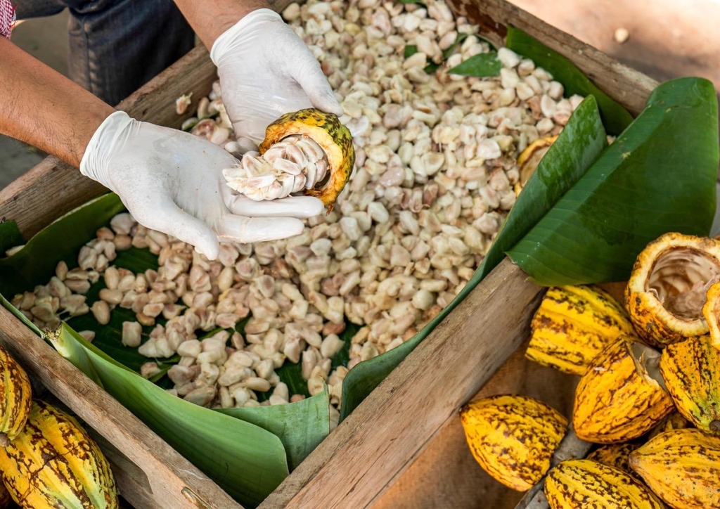 carefully collecting cacao beans from the pods