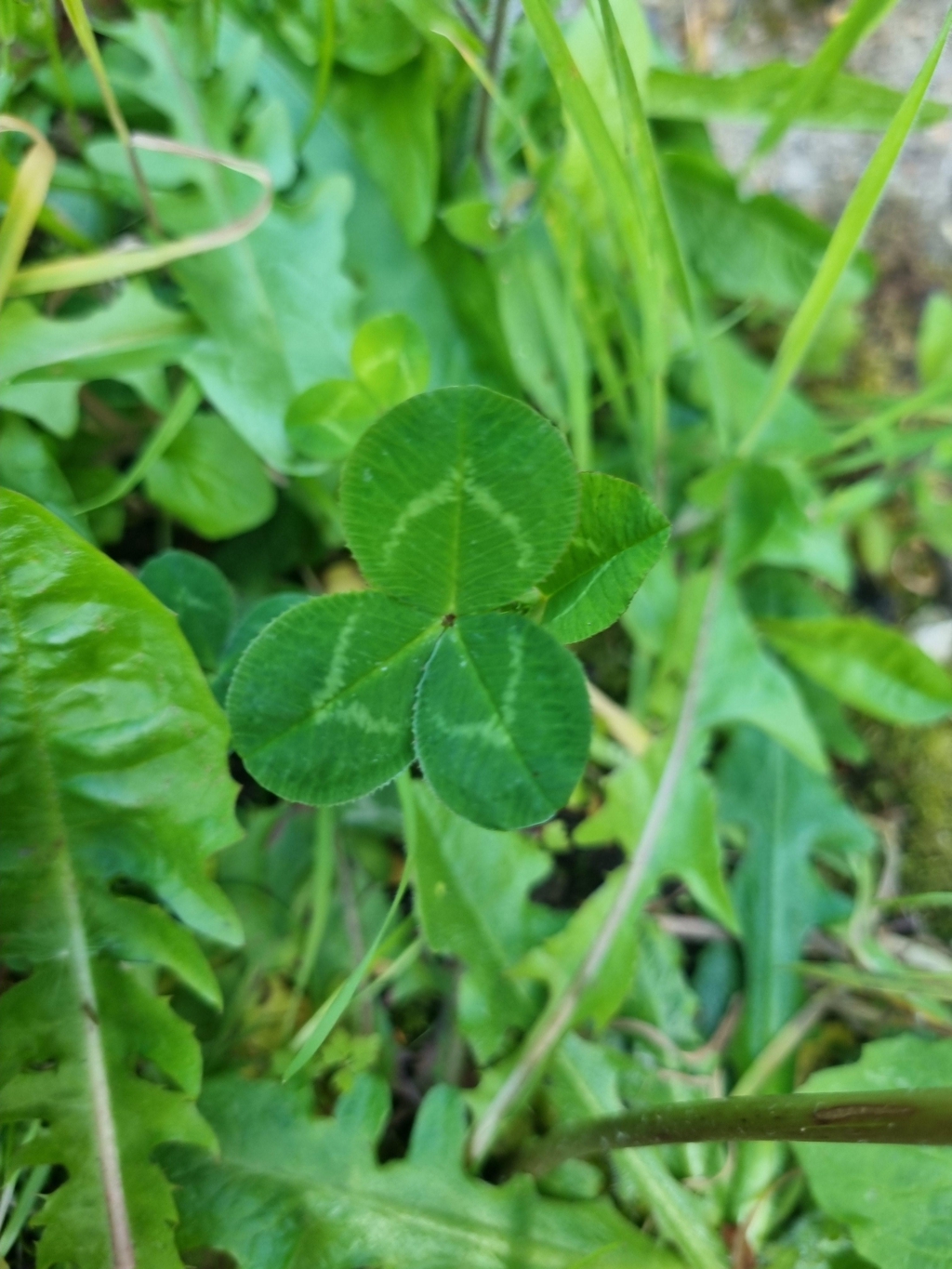 a three leaf clover in foliage