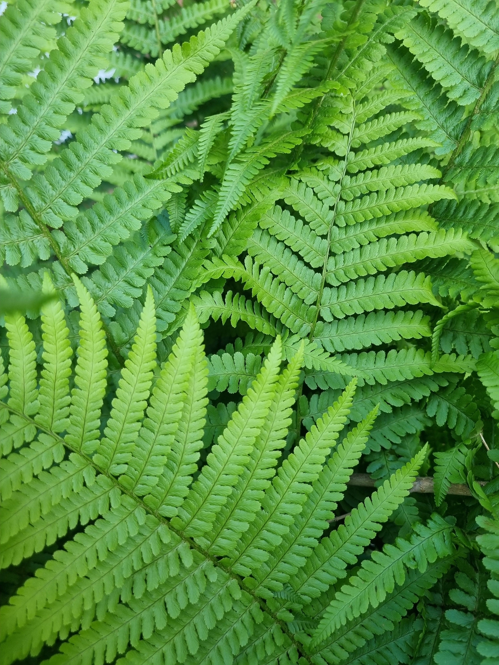 fern