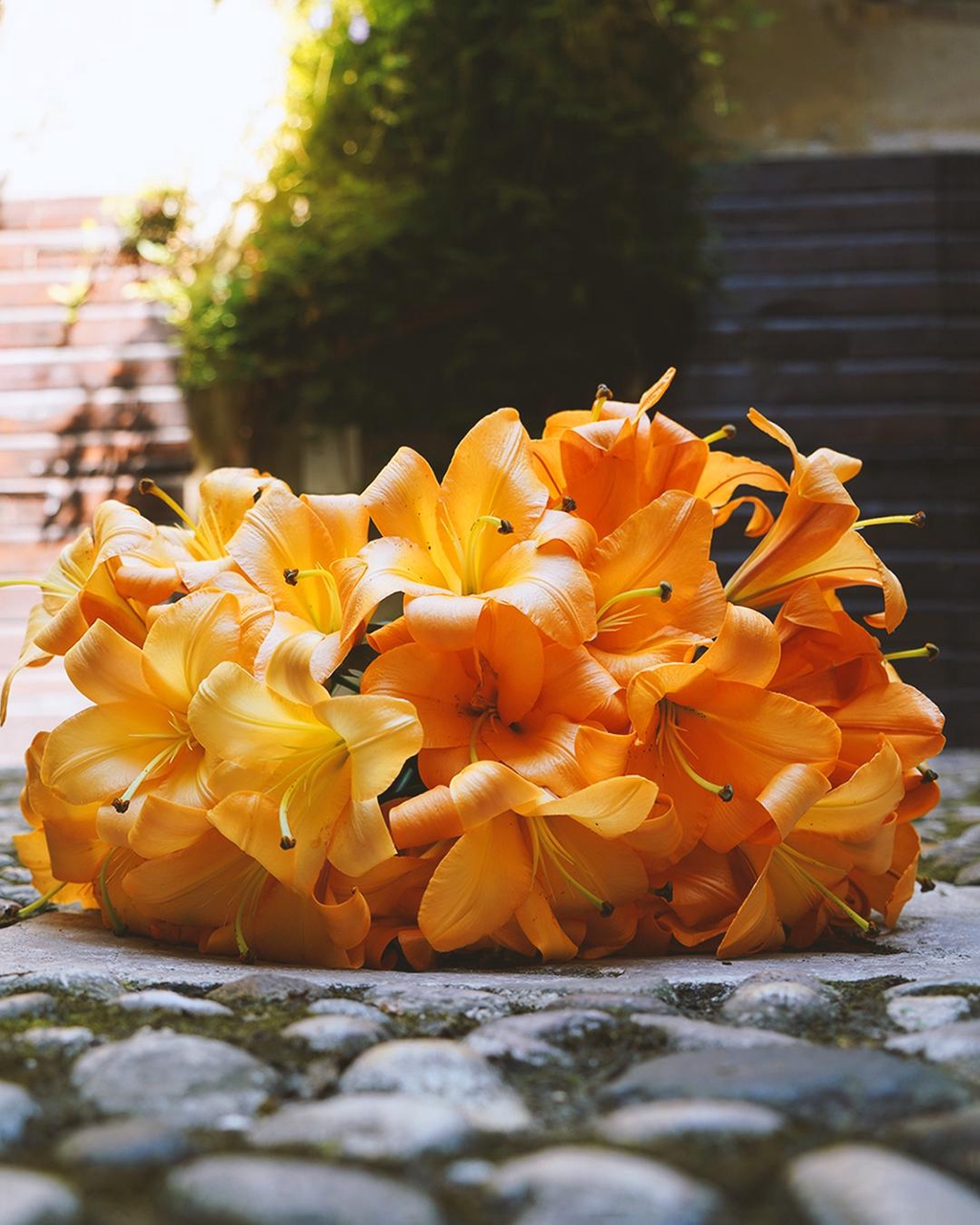 Discover flowers and their beauty