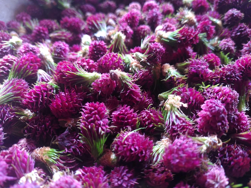 Chatons femelle de mélèze