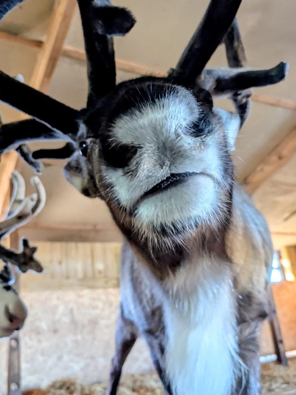 Reindeer Look and Learn