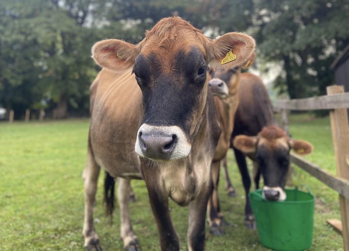 Jersey Girls Dairy Ice Cream