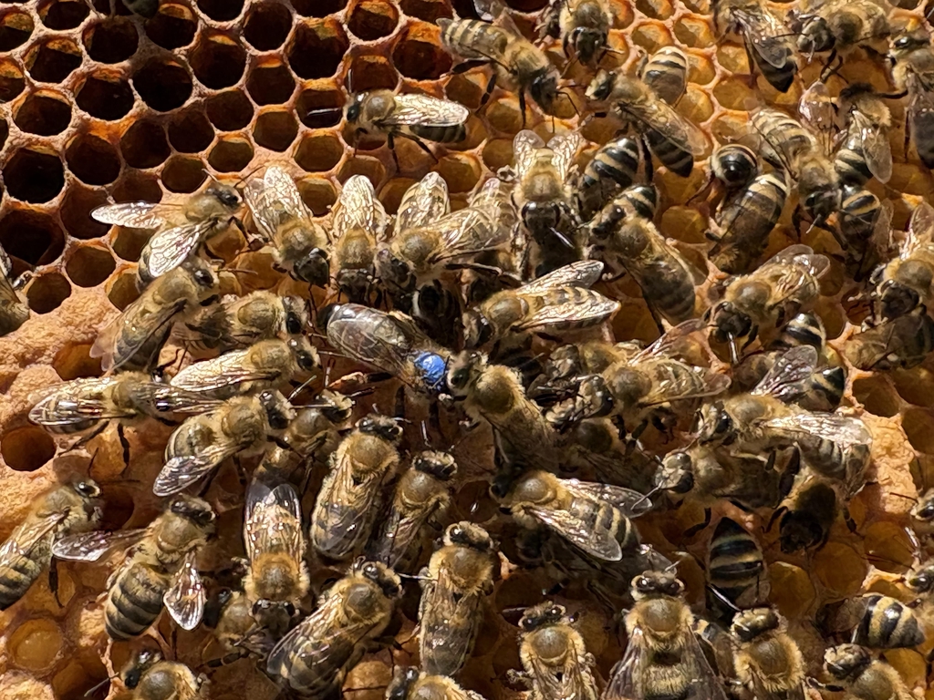 Včelí matka na plástvi obklopena dělnicemi.
