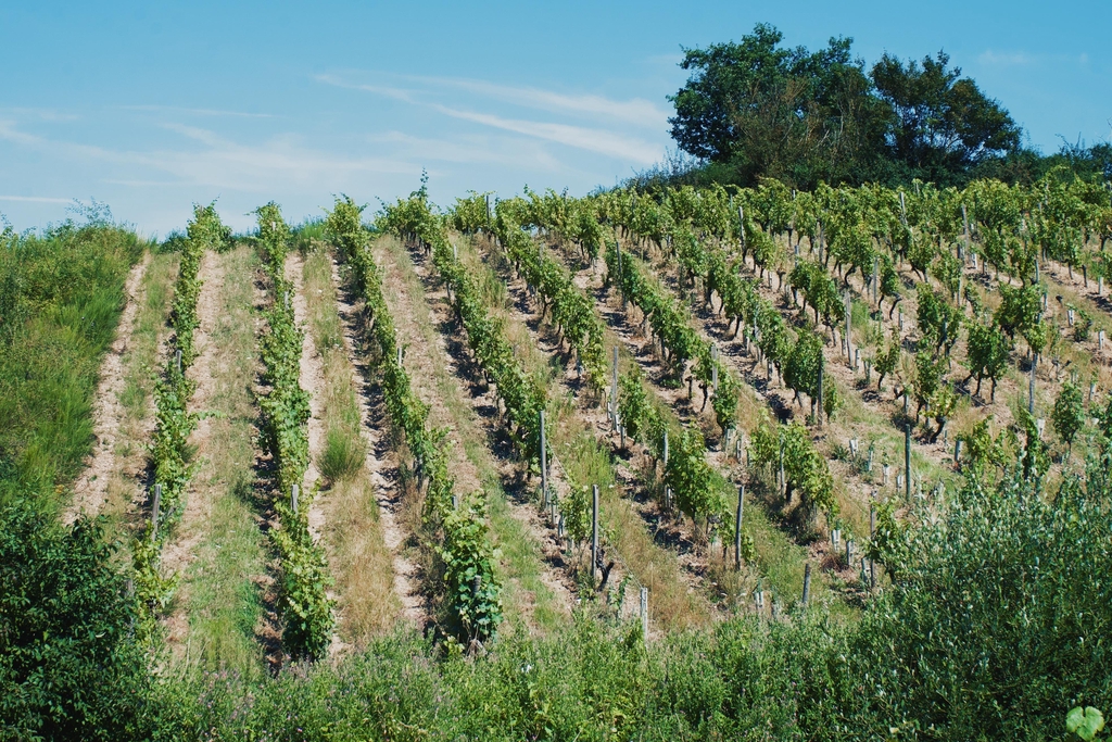 Les vignes de la parcelle du coteau Roux 