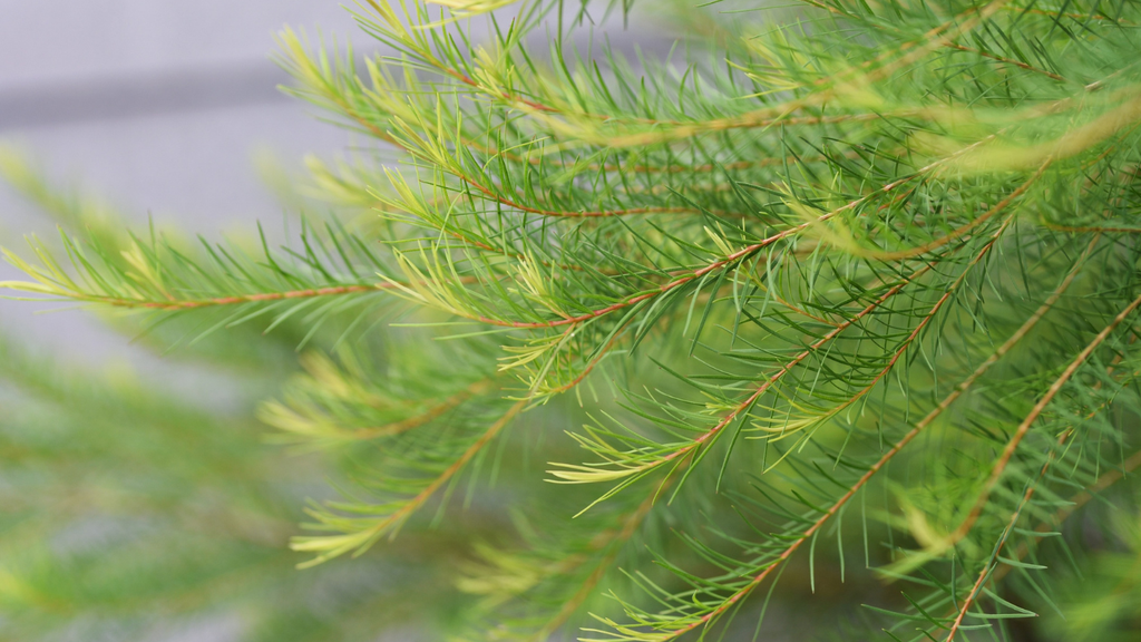 Olio Essenziale di Tea Tree