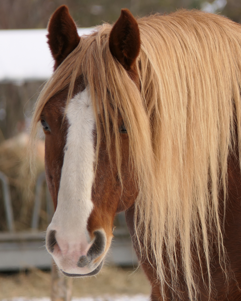 Amidon et santé digestive du cheval