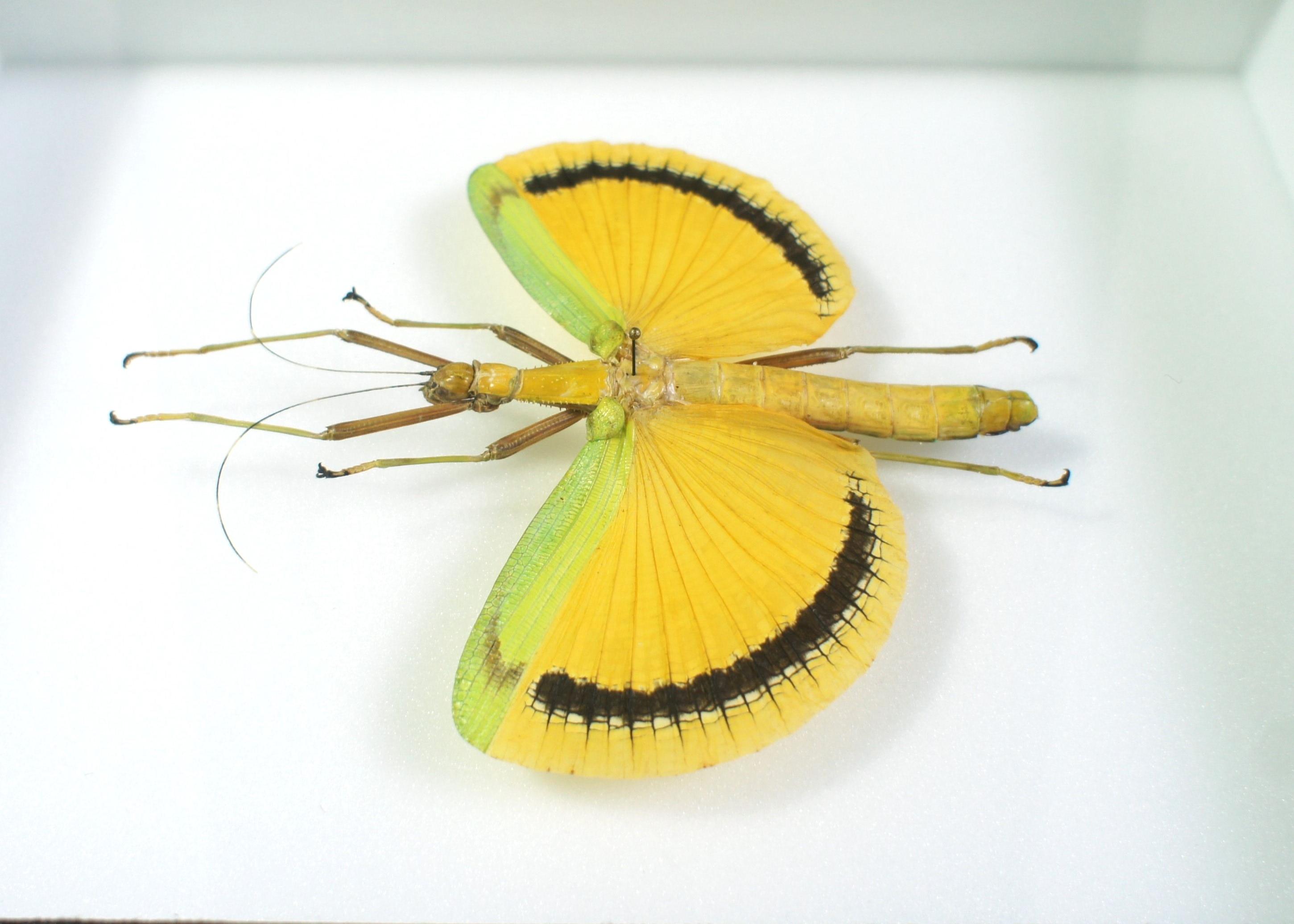 Insectes