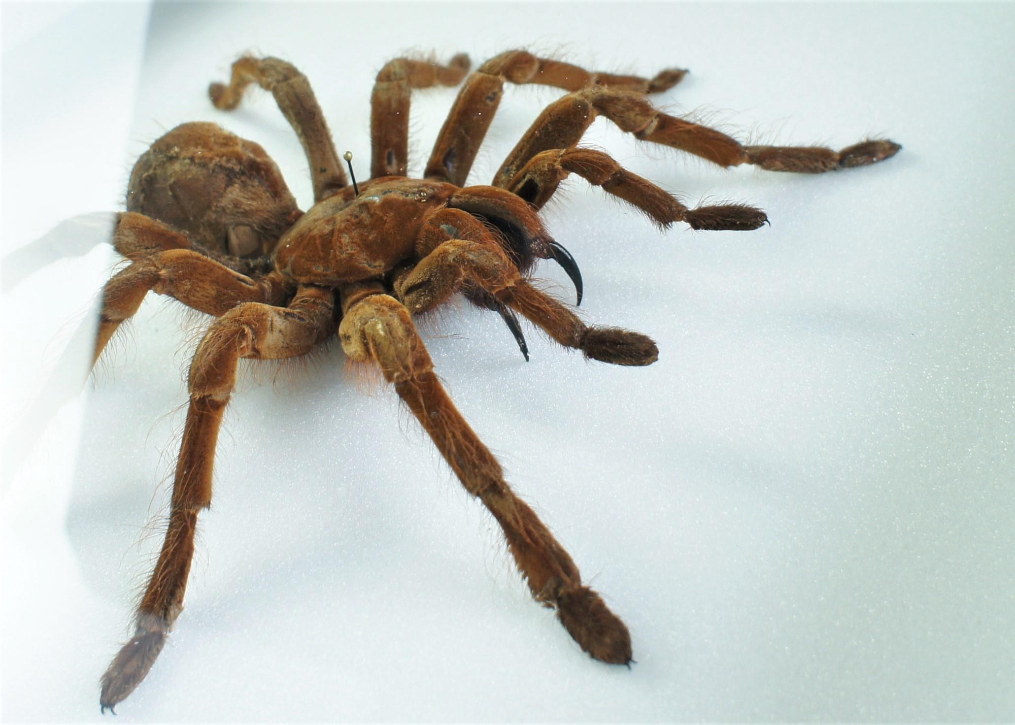 Arachnides