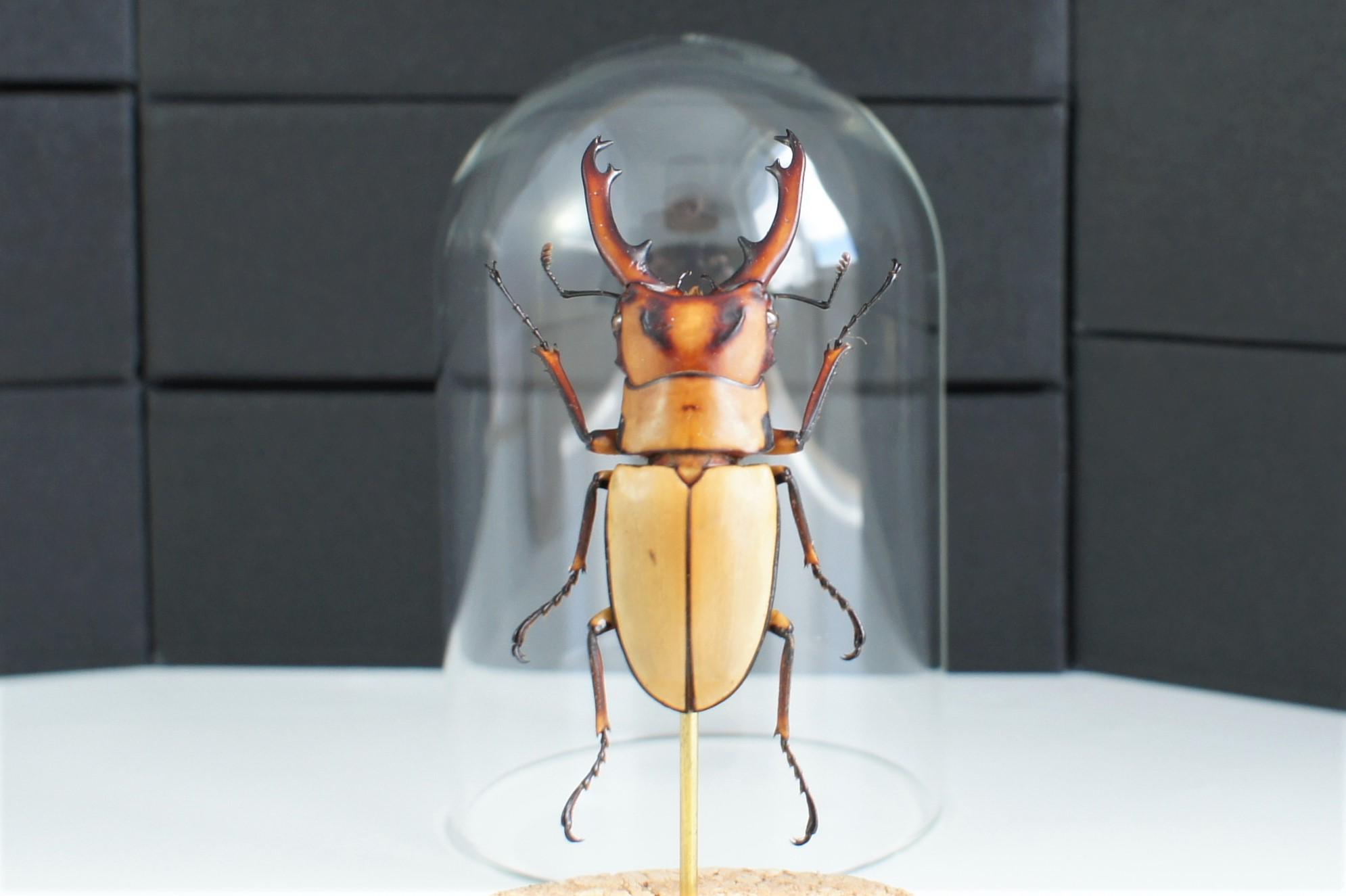 Mini-cloches