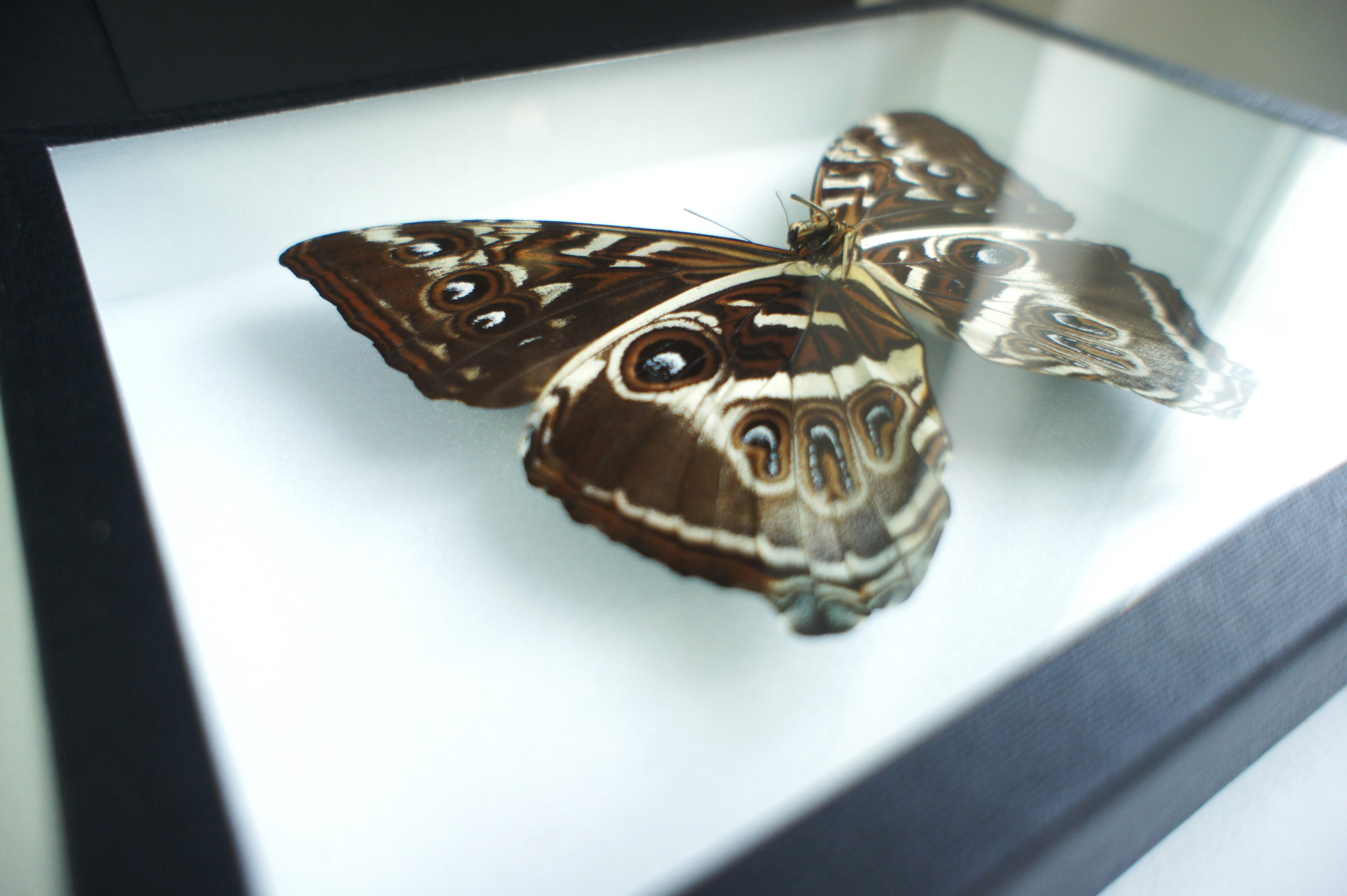 Papillons