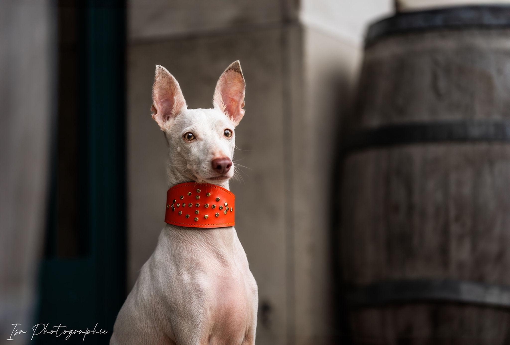 product_list_image_cover