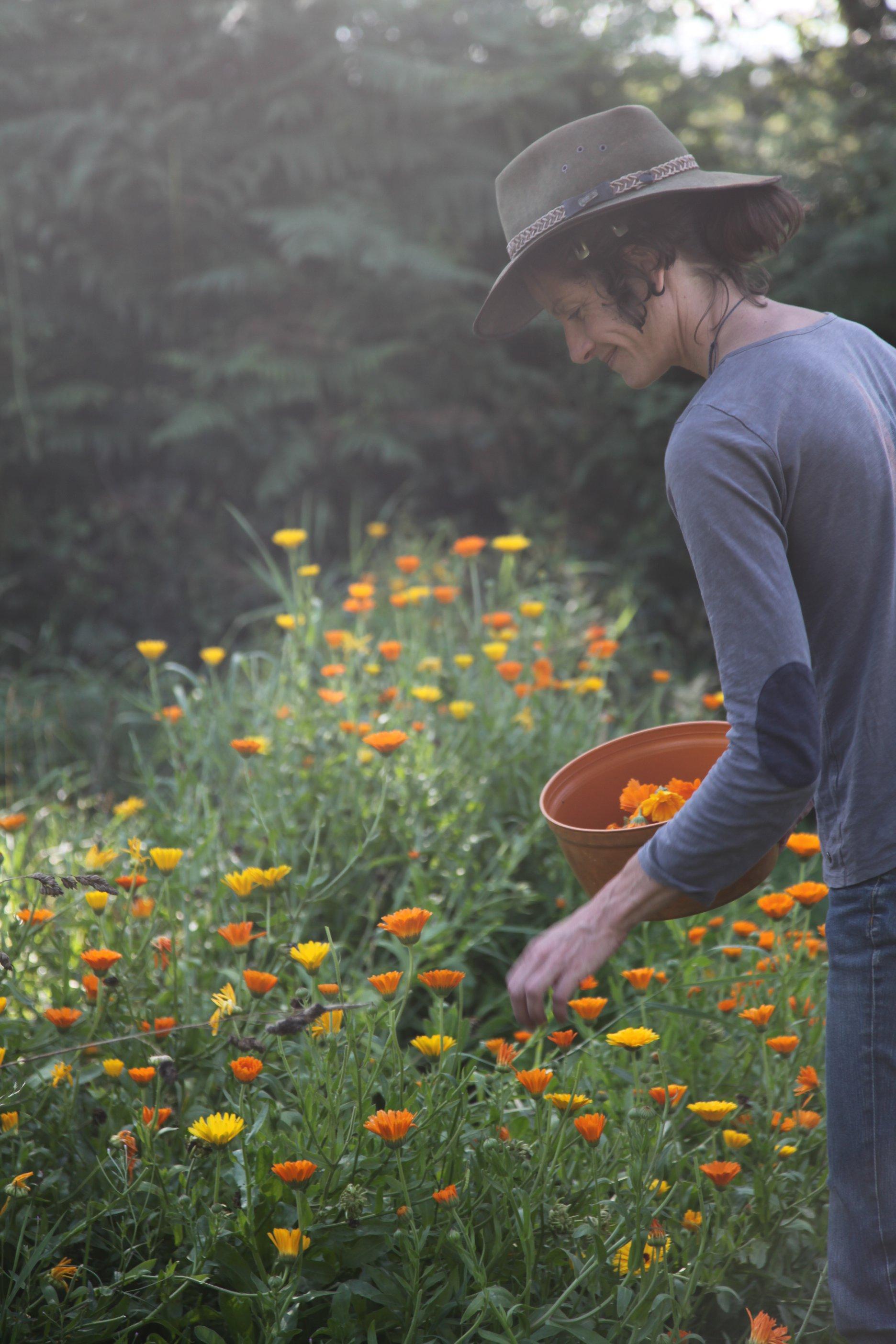 Myriam cueille des fleurs de calendula