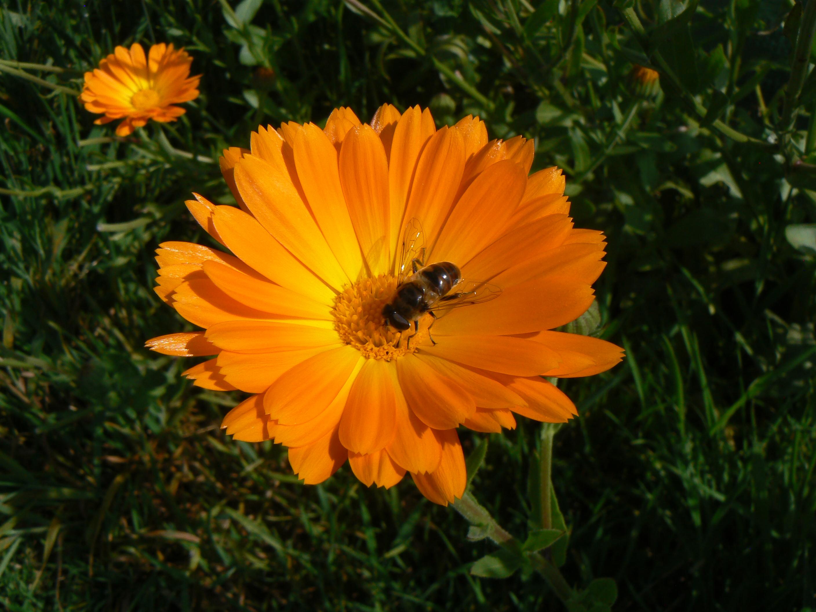abeille butinant une fleur de calendula
