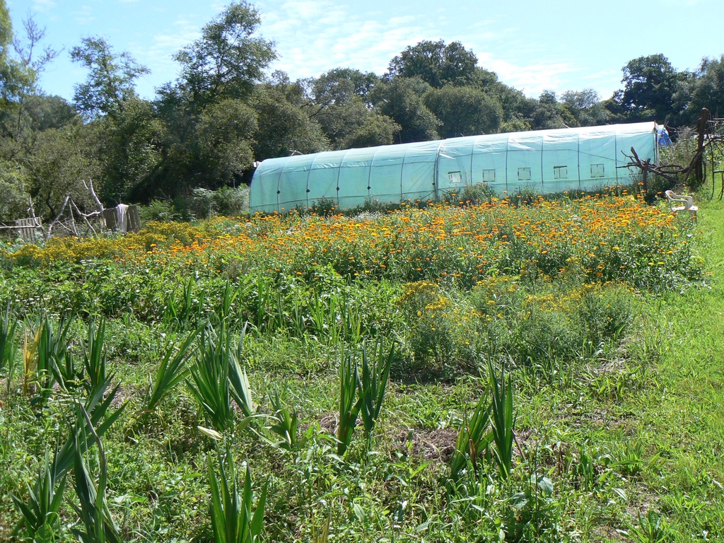 culture de glaïeuls, calendula et millepertuis