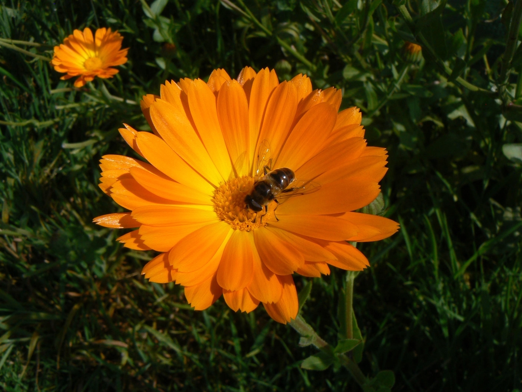 abeille butinant une fleur de calendula