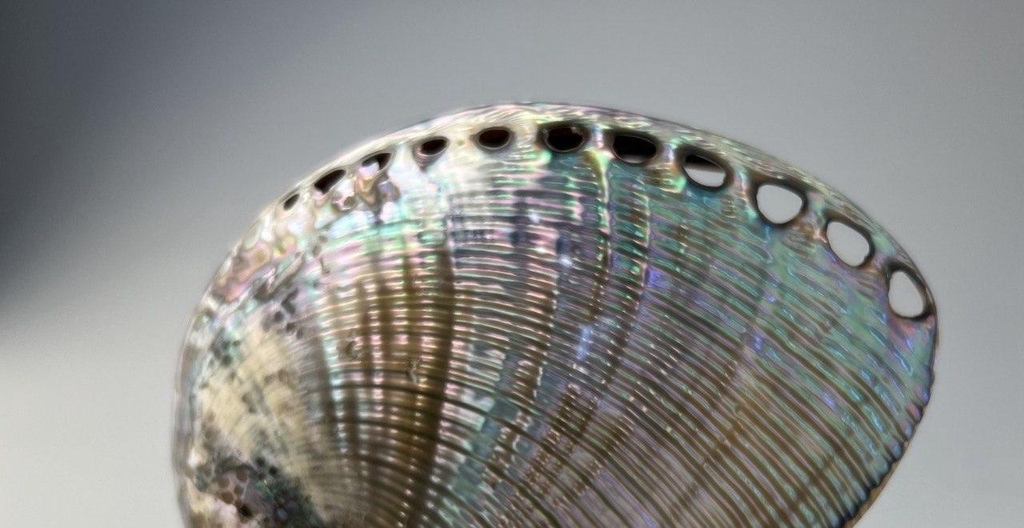 Esposizione
Hotel La Reginella