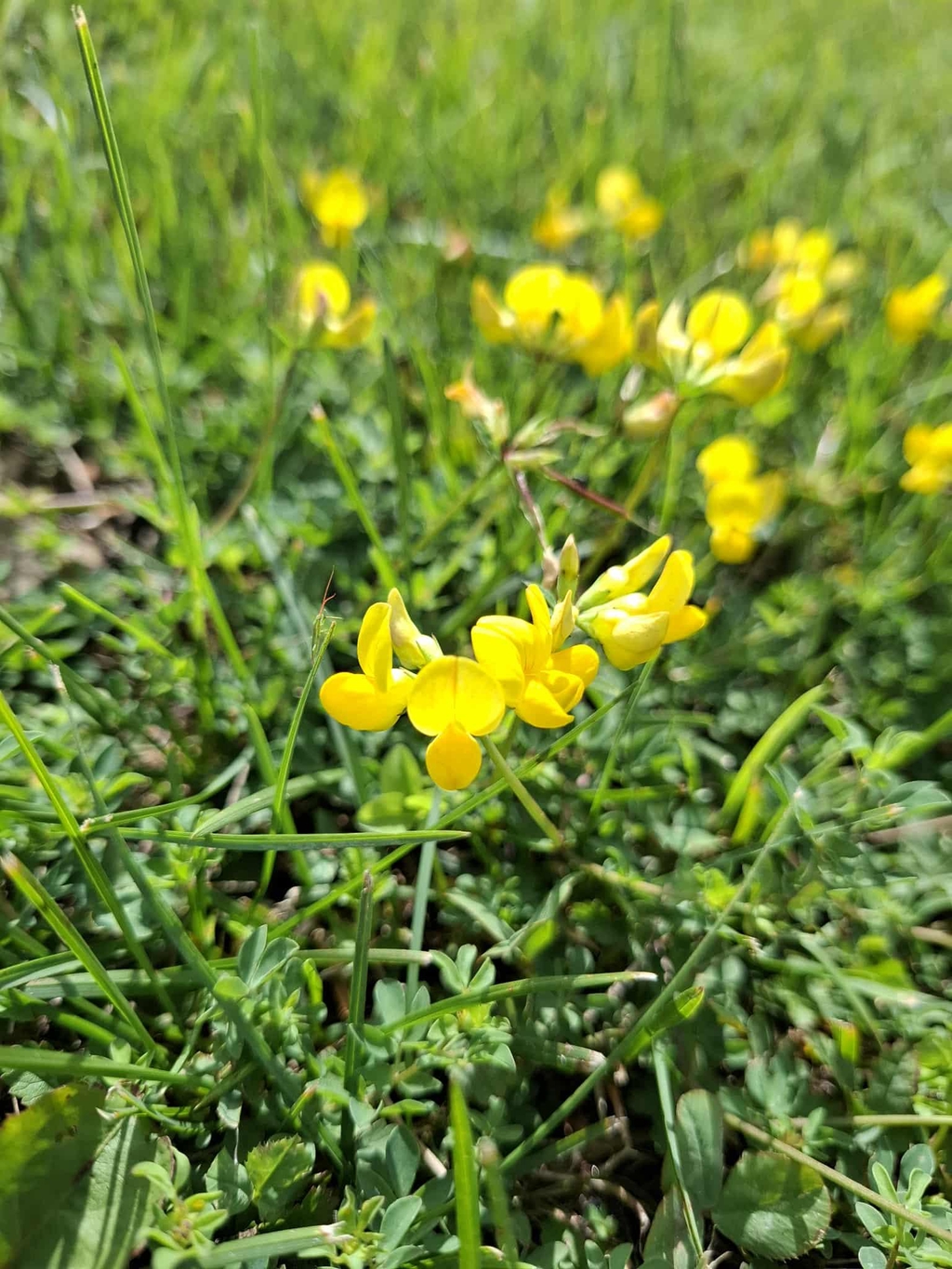Fleurs naturelles de Lorraine séchées pressées de façon artisanale Pompey bijoux fleuris qualité authenticité