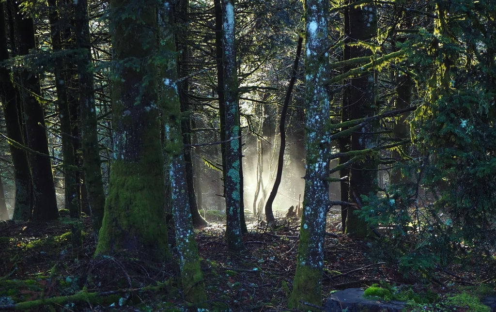 Bannière de L'Atelier des Enchanteurs présentant une forêt mystique baignée de lumière pour la création de costumes et broderies artisanales.