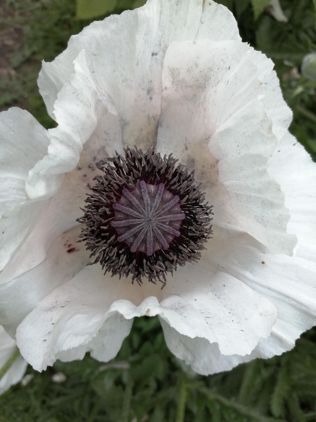 Earth Heart Holistic