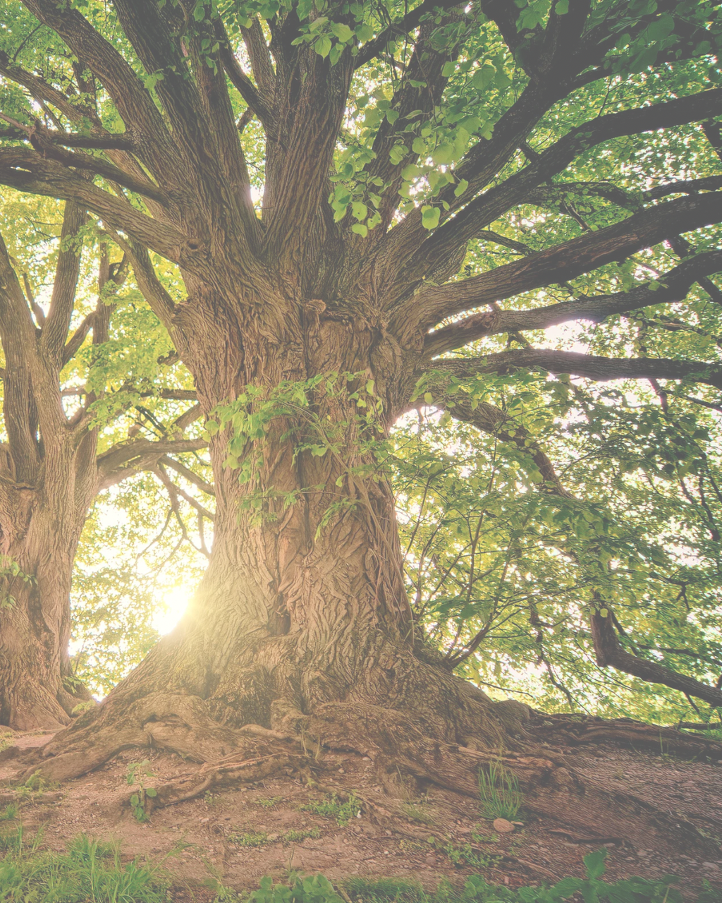 product_list_image_cover