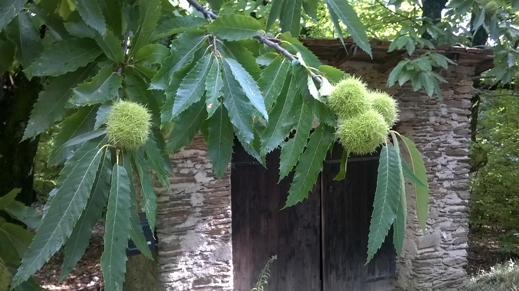 Châtaigneraie de la Rouvière - Produits des Cévennes