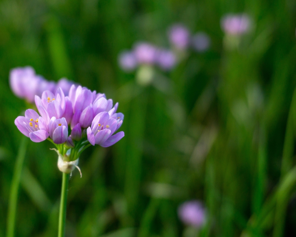 Spring Wood Carving - Jewels