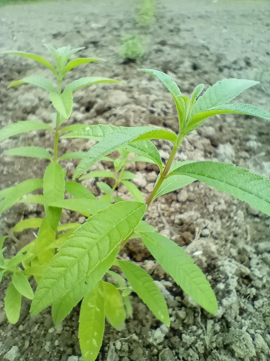 product_list_image_cover